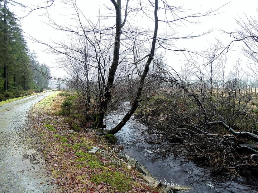 Foto d'archivio: Indagini sull'incendio nel Hohen Venn: primi indizi sulla causa