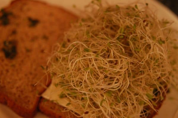 Alfalfa Sprouts Linked to E. coli and Salmonella Outbreak in Multiple States
