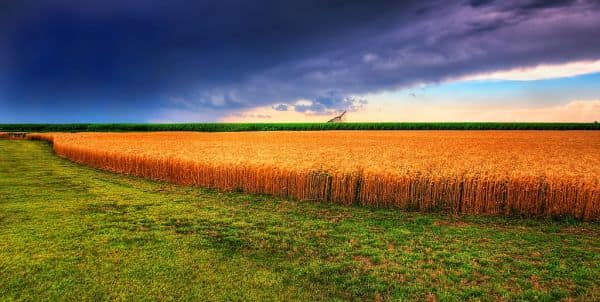 Grain Export Terminals Targeted in Black Sea Attacks
