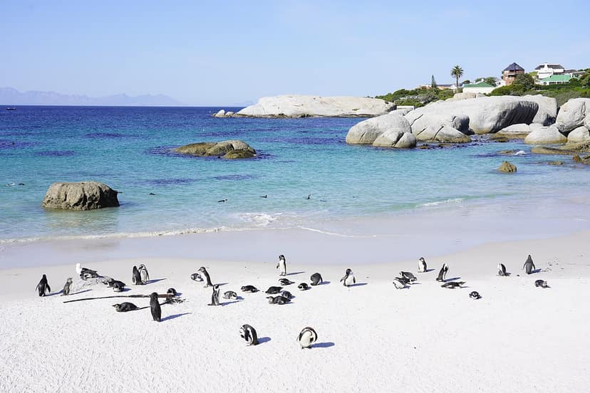 Jogo de Horror Psicológico 'Colónia de Pinguins' Explora Temas Sombrio na Antártica
