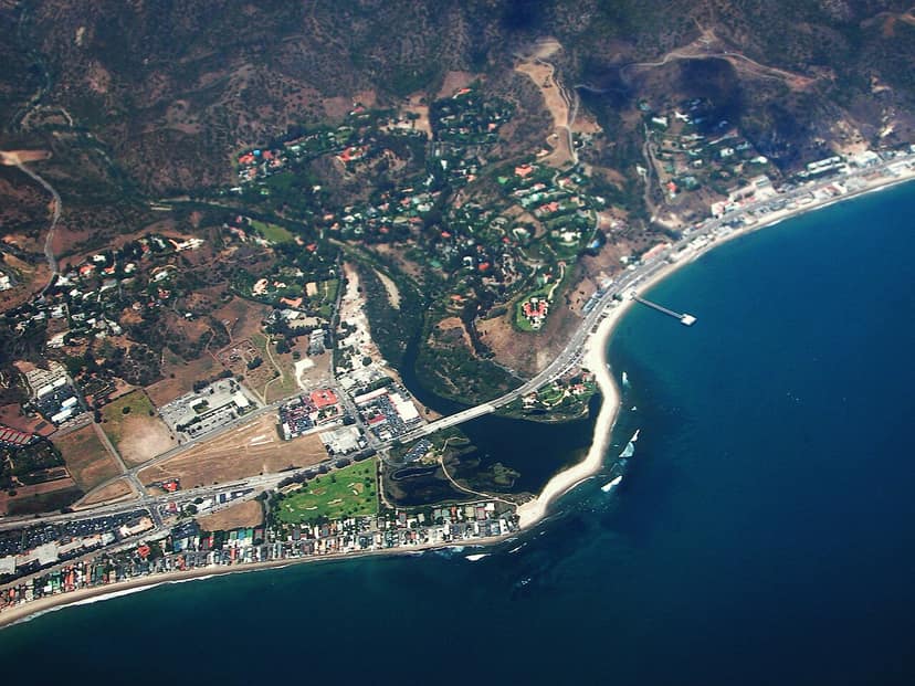 Malibu es nombrada la mejor gata de Mechelen