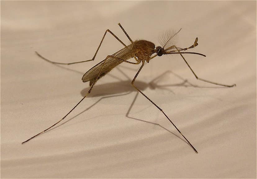 Archive photo: Two Frankfurt Airport Workers Die from Malaria