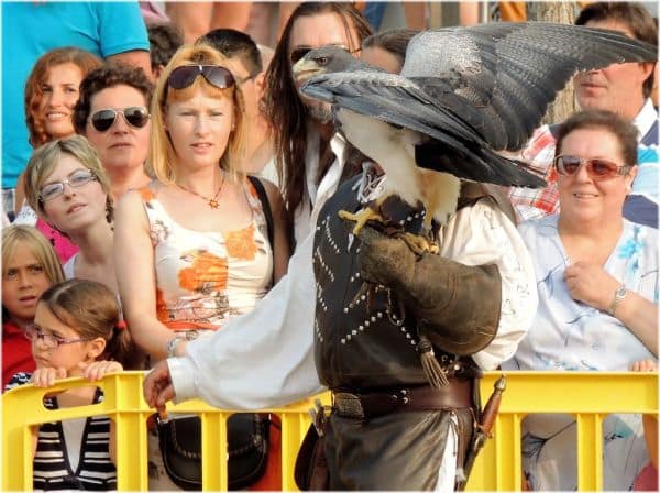 Photo d'archive: Les Açores interdisent la chasse au pigeon des rochers en raison de la maladie de Newcastle