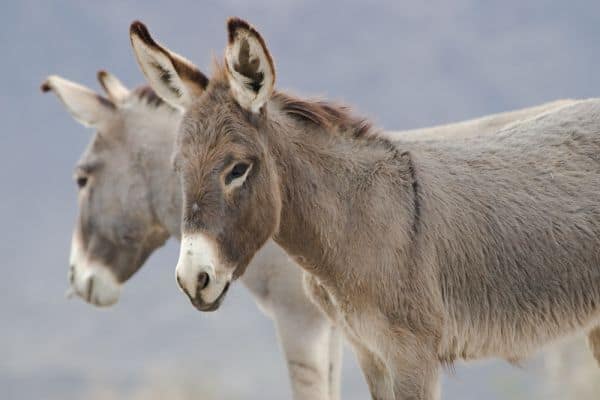 Archive photo: Police kills donkey during search for missing child