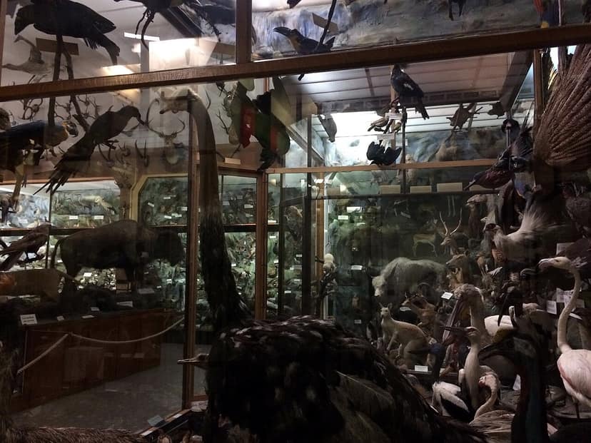 Veilingkop blijkt 'heilige graal' van opgezette dieren te zijn