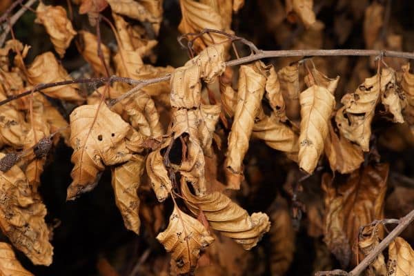 Eindelijk regen, maar droogte blijft aanhouden in Nederland