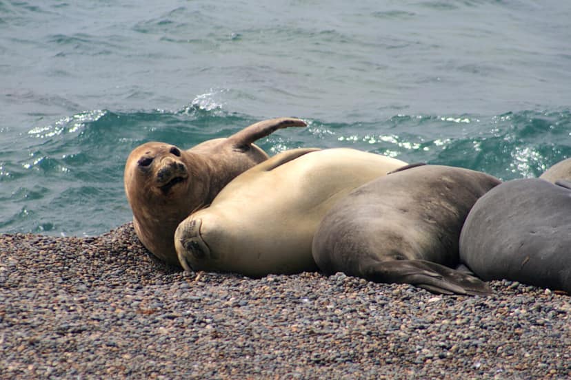 Photo d'archive: Des centaines de jeunes baleines meurent en Argentine : la cause incertaine