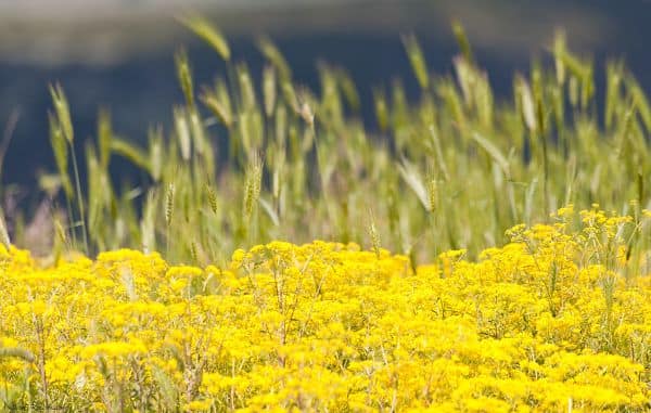 Foto de archivo: El verano de 2026 confirmado como el más caluroso del Reino Unido