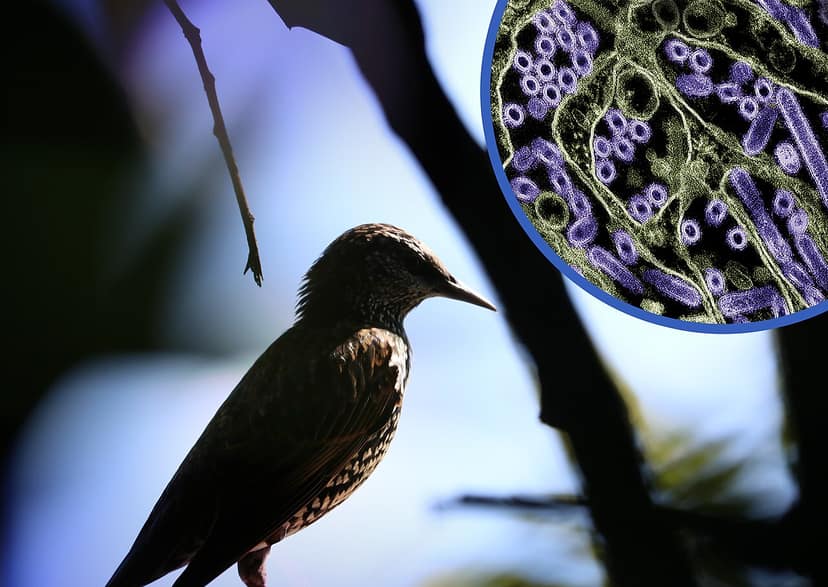 Foto de arquivo: Austrália reporta primeiro caso de gripe aviária em mamífero