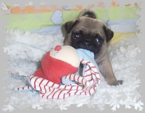 Mops-Hündin Jinny Lu wird "hässlichster Hund der Welt"