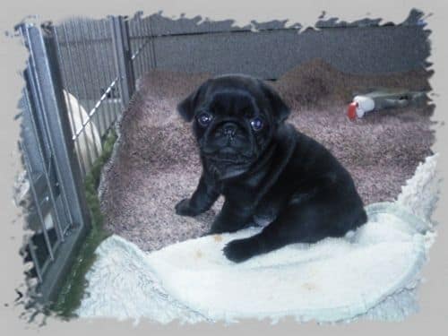 Mops-Hündin Jinny Lu wird "hässlichster Hund der Welt"