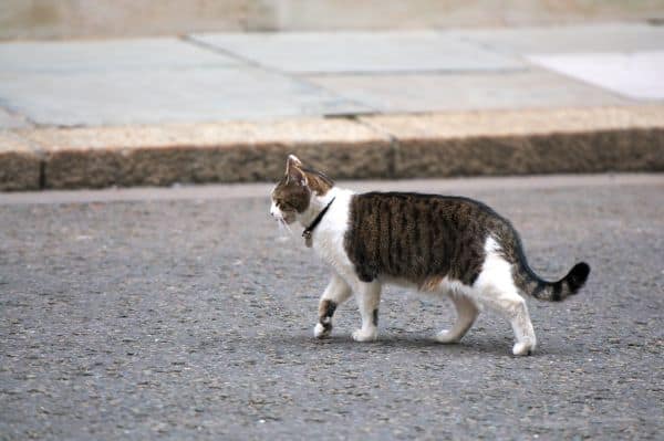 Larry, o gato, confirma que está vivo