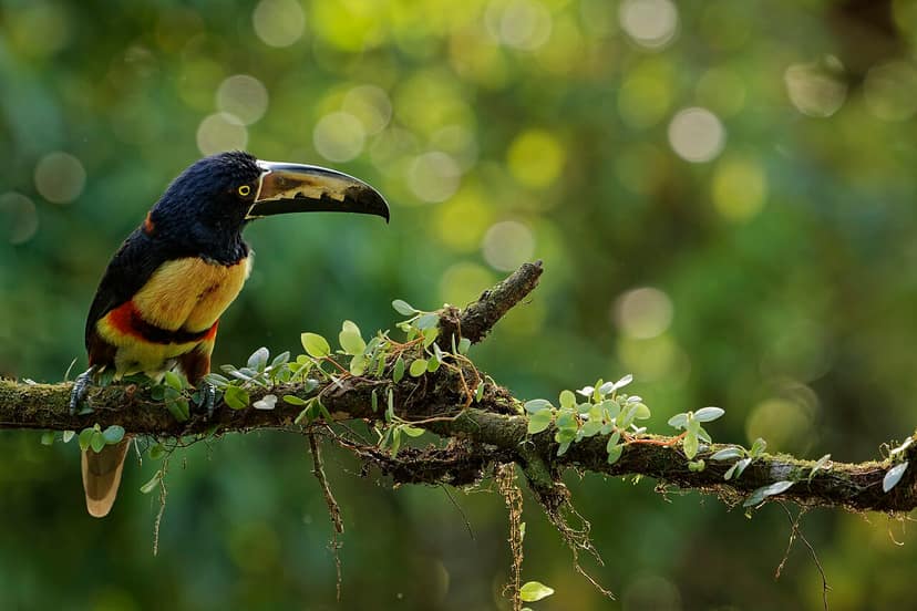 Wetsvoorstellen en sectorale kwesties in Argentinië en Costa Rica