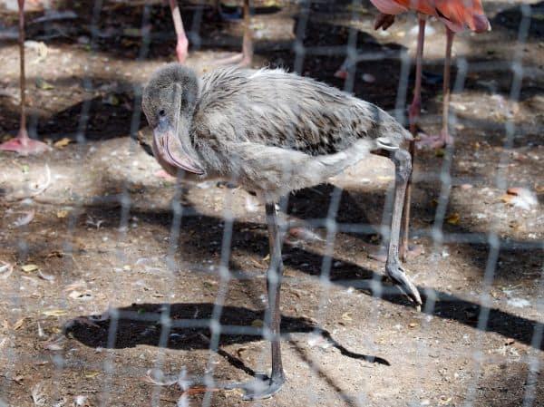 Flamingos Beau e Bliss nascem no Zoo de Antuérpia