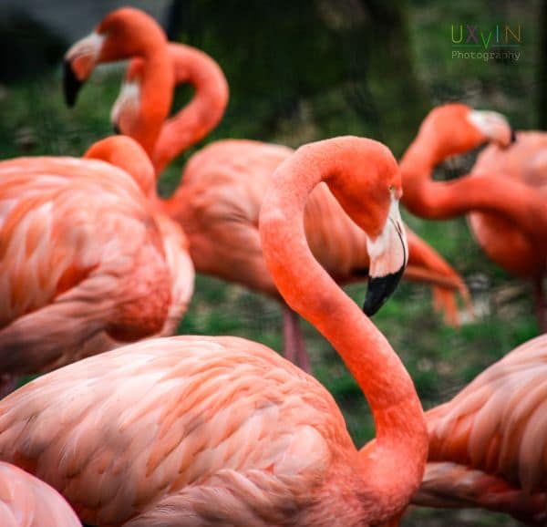 Flamingos Beau e Bliss nascem no Zoo de Antuérpia