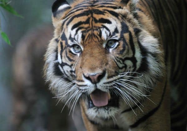 Tigerin auf Sumatra umgesiedelt: Behörden reagieren auf Konflikte mit Menschen