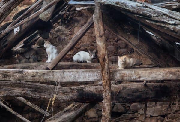Archivbild: Nachbarn in Valdepeñas angezeigt, weil er 40 Katzen getötet haben soll