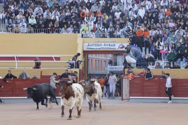 Erstes nächtliches Stierrennen in San Sebastián de los Reyes fordert 14 Verletzte