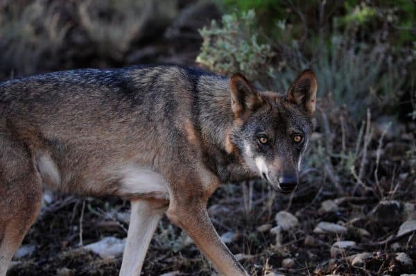 El gobierno modifica el régimen de compensaciones por ataques de lobo ibérico