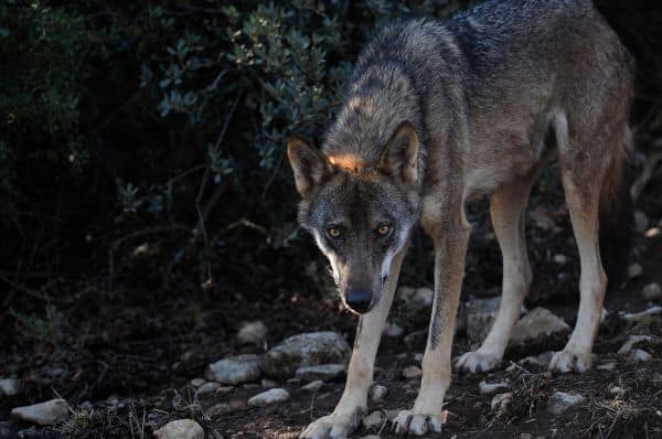 El gobierno modifica el régimen de compensaciones por ataques de lobo ibérico