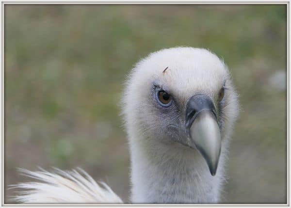 Gänsegeier hindert vertrek van een vliegtuig op Kreta