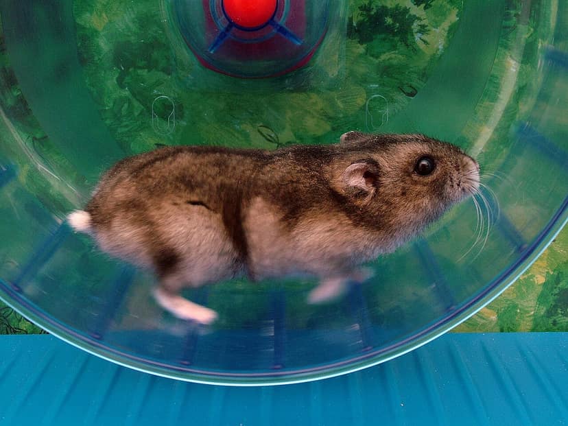 Hamster loopt 70 kilometer per week dankzij Strava-koppeling