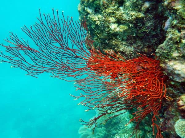 Corais da Grande Barreira de Coral mostram os primeiros sinais de recuperação