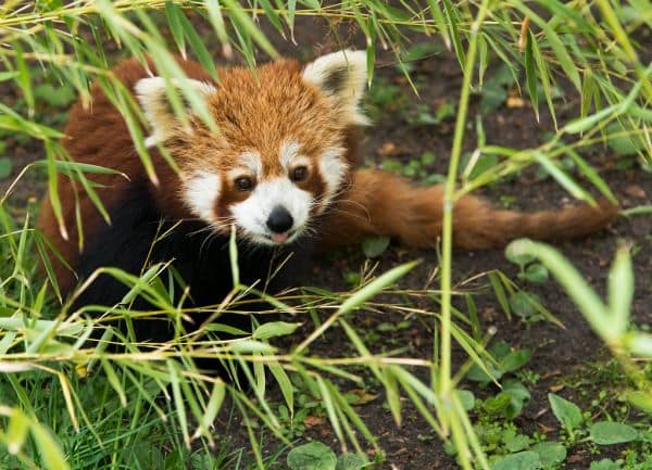 Photo d'archive: Naissance de jumeaux pandas rouges au Zoo Planckendael