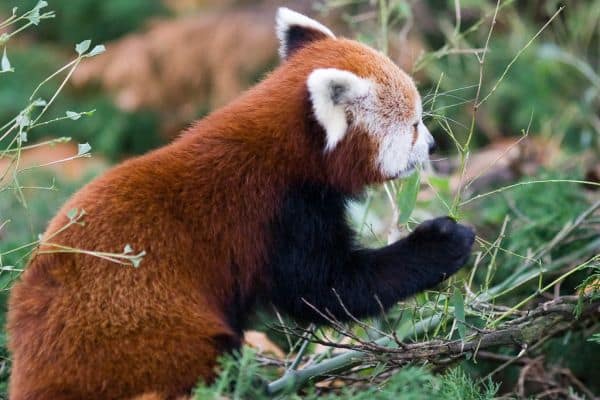 Naissance de jumeaux pandas rouges au Zoo Planckendael