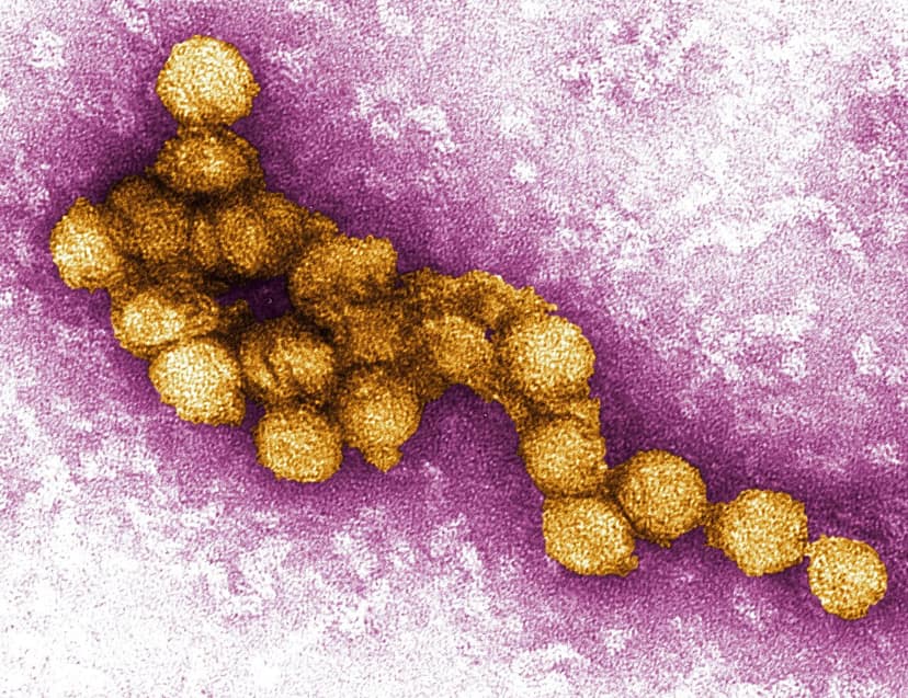 Archivbild: West-Nil-Virus-Infektionen in Griechenland steigen weiter