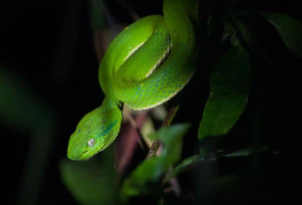 Neue Froschart „Kaffeefrosch“ in Costa Rica entdeckt