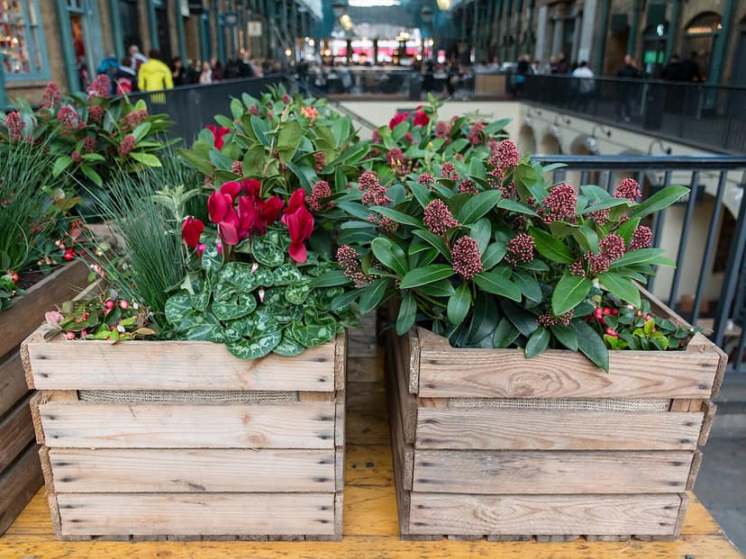 Mulher acusada após agressão no Covent Garden em Londres