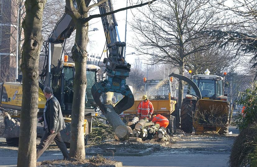Inizio dell'abbattimento degli alberi a Deurne: presente la polizia e strada chiusa
