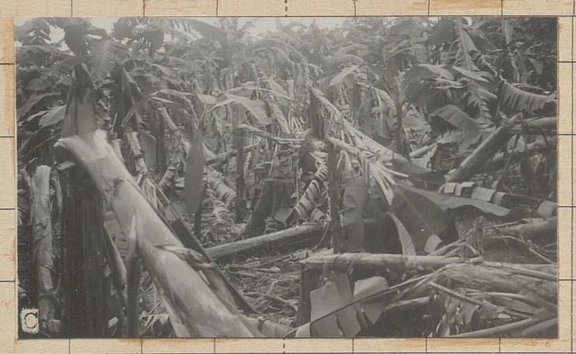 Foto d'archivio: Una tromba d'aria devasta il villaggio di Pomas nell'Aude, 41 feriti segnalati