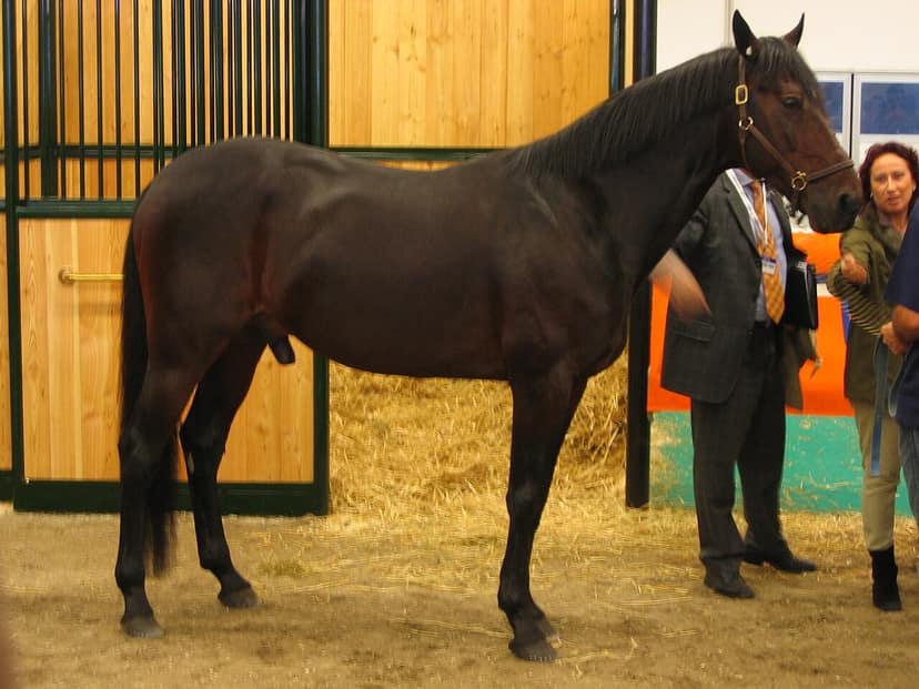 È morto Varenne, il cavallo trottatore considerato il più grande di tutti i tempi