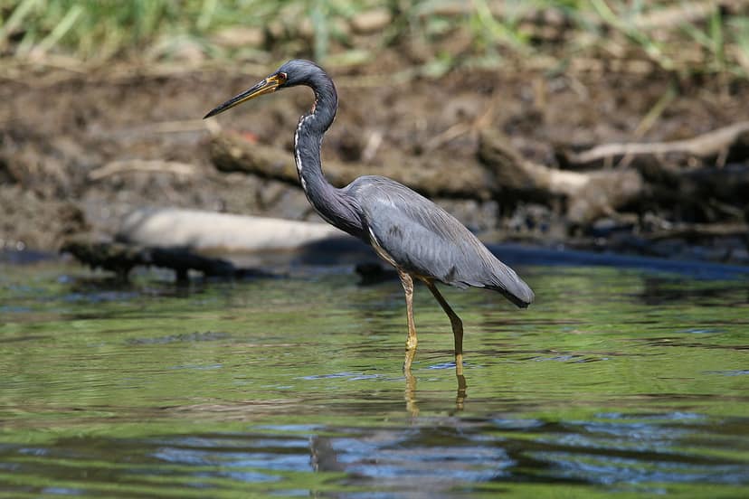Descubierta nueva especie de rana en Costa Rica