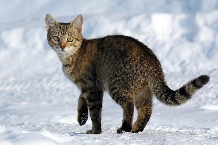 Polen warnt vor freilaufender Raubkatze nahe Warschau