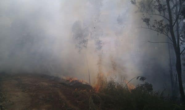 Incendio en Setúbal causa destrucción de invernaderos
