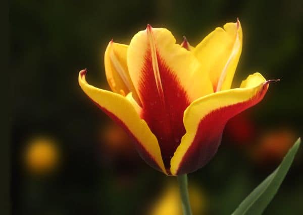 Foto de arquivo: Espanha conquista a prata no Mundial de hóquei após perder para a Alemanha