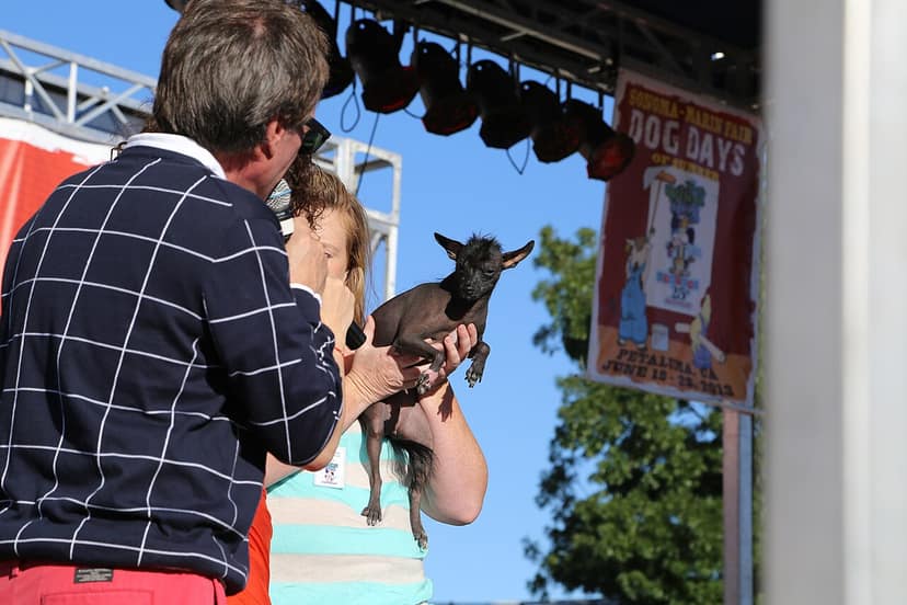 Pug Jinny Lu Wins World’s Ugliest Dog Contest in California