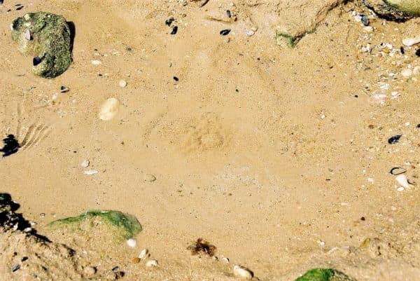 Foto d'archivio: Mancanza di ossigeno nell'acqua uccide pesci ad Alcantarilha