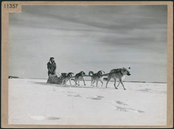 Archieffoto: Vossen stelen meer dan honderd schoenen van kampeerders in Canada