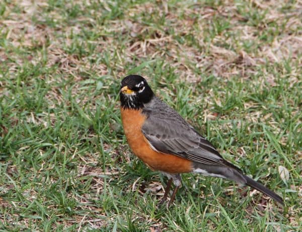 Australien impft gefährdete einheimische Vögel gegen H5-Vogelgrippe