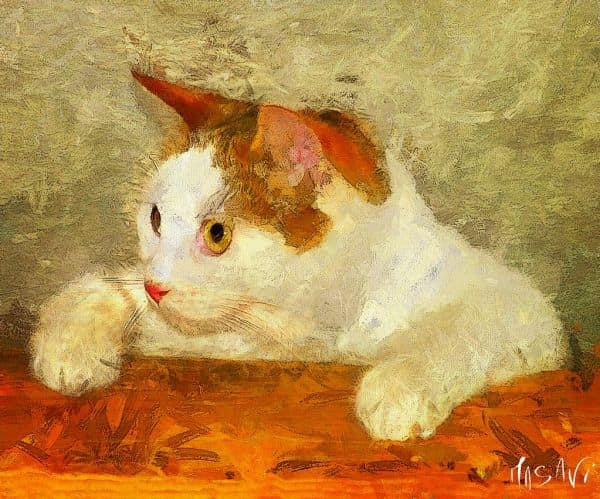 Montérégie: A second rabid cat identified