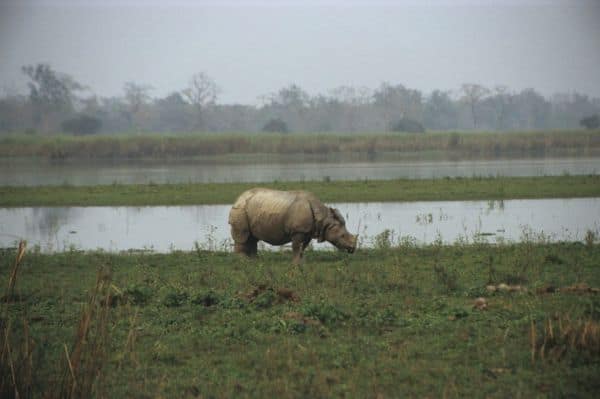 El CM de Assam justifica la reducción de la zona ecológica sensible de Kaziranga