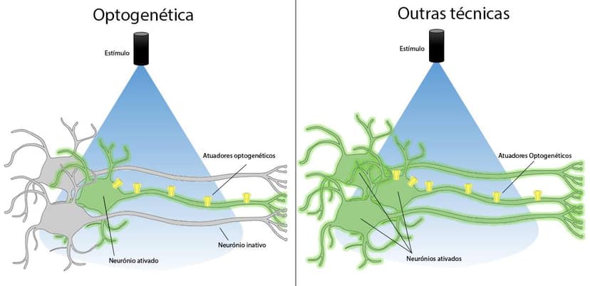 Premio Nobel per la Medicina 2026 assegnato a ricercatori dell'optogenetica