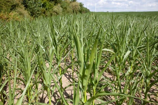CDU-Klimapolitiker defende medidas do governo face ao calor extremo