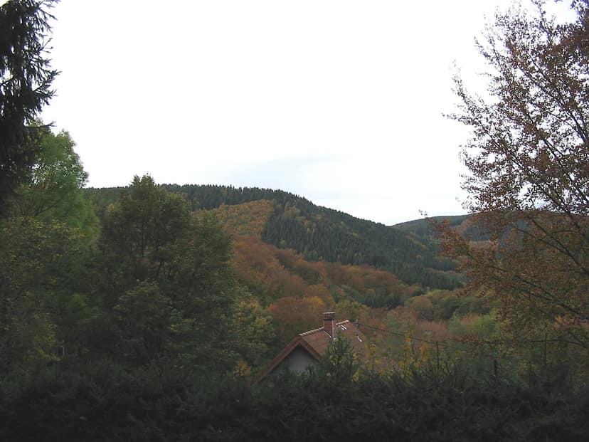 Forest fire in the Eifel: 1,800 people evacuated from Hürtgenwald
